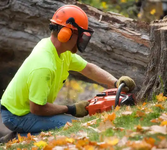 tree services Jacksonville